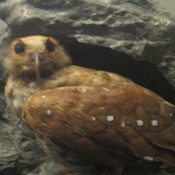 Oilbird